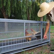 中阳鸡笼养殖设备抖音达人头像