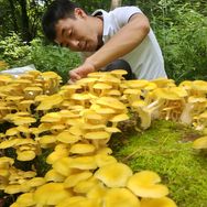 半啦山里人抖音达人头像