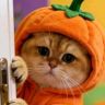 叉烧包是只猫抖音达人头像