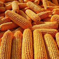 农业技术抖音号头像