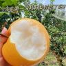 钟情果水果蔬菜旗舰店抖音达人头像