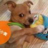 土狗小黄儿抖音达人头像