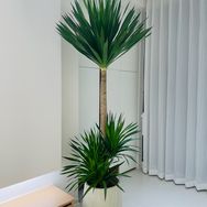 龙樾植艺抖音达人头像
