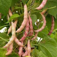 田源大丰收抖音号头像