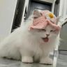 夹子喵小咪抖音达人头像
