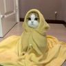 小猫汤米抖音达人头像