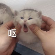 顽皮豹的矮脚猫抖音达人头像