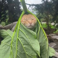 妞妞🐯抖音达人头像