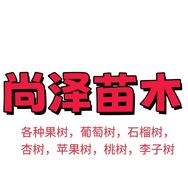 尚泽果树苗木专营店抖音达人头像