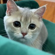 酸角是只猫抖音达人头像