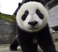 白白姐看熊猫抖音达人头像