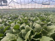 卓扬种苗优选店抖音号头像