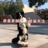 边牧九儿（代训）抖音达人头像