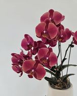 北抖蝴蝶兰花卉抖音达人头像