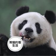 熊猫的慢生活抖音达人头像