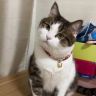 小星星是只猫抖音达人头像