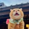 榴莲蛋挞棉花糖抖音达人头像