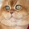 我有一队小猪咪抖音达人头像