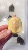 鑫盛水族抖音达人头像