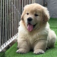 临沂依云金毛犬舍—钱兆振抖音达人头像