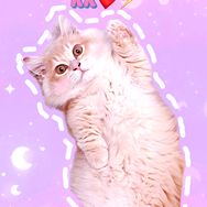 小甜豆🐱抖音达人头像