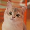招财是只猫抖音达人头像
