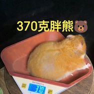小泽胖鼠宠物用品店抖音达人头像