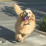 绵羊咩咩抖音达人头像