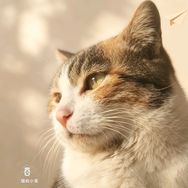 猫屿小笺🅥抖音达人头像