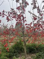 碧榕堂果树苗木专营店抖音号头像