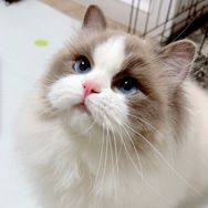 小白熊猫🐼布偶cat抖音达人头像