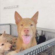 中华田园犬老表精选抖音达人头像