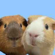 怕怕猪和蛋蛋猪抖音达人头像
