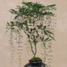 晓雯花卉抖音达人头像