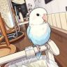 鹦友尽有🦜抖音达人头像