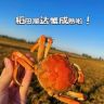 陆陆螃蟹明天吃抖音达人头像