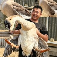 澄海小余特大种狮头鹅抖音达人头像