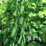 哈尔滨田园丰种业抖音达人头像