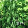 哈尔滨田园丰种业抖音达人头像