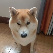 小柴宠物用品抖音达人头像