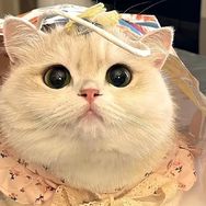 小猫咪日记✨抖音达人头像