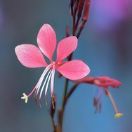 Hera绿植花卉抖音达人头像