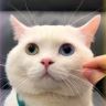拜达尔宠物猫狗驱虫抖音达人头像