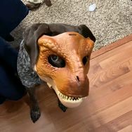 𝑱𝒘一孤小棉狼🐺抖音达人头像