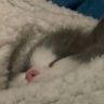 猫刀刀（三角洲）抖音达人头像
