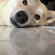 路路子抖音达人头像