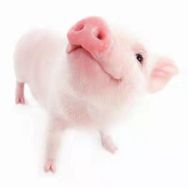 于二农家猪肉副食店抖音达人头像