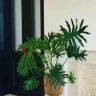 小美绿植花园抖音达人头像