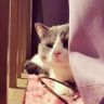 玩具种草猫抖音达人头像