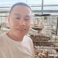 老申养鸽子抖音达人头像
